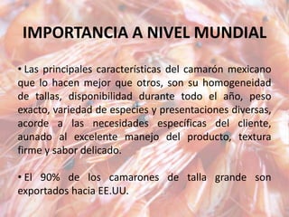 IMPORTANCIA A NIVEL MUNDIAL
• Las principales características del camarón mexicano
que lo hacen mejor que otros, son su homogeneidad
de tallas, disponibilidad durante todo el año, peso
exacto, variedad de especies y presentaciones diversas,
acorde a las necesidades específicas del cliente,
aunado al excelente manejo del producto, textura
firme y sabor delicado.
• El 90% de los camarones de talla grande son
exportados hacia EE.UU.
 