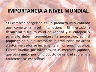IMPORTANCIA A NIVEL MUNDIAL
• El camarón congelado es un producto muy cotizado
que compite a nivel internacional. El mercado a
desarrollar a futuro es el de Canadá y el europeo, y
para ello debe incrementarse la producción, con el
propósito de que el acceso de la producción mexicana
a estos mercados se incremente en los próximos años.
Existen buenas posibilidades en el mercado japonés,
que paga mejor por un producto de calidad suprema y
características específicas.
 