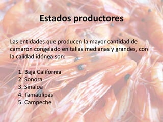 Estados productores
Las entidades que producen la mayor cantidad de
camarón congelado en tallas medianas y grandes, con
la calidad idónea son:
1. Baja California
2. Sonora
3. Sinaloa
4. Tamaulipas
5. Campeche
 