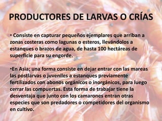 PRODUCTORES DE LARVAS O CRÍAS
• Consiste en capturar pequeños ejemplares que arriban a
zonas costeras como lagunas o esteros, llevándolos a
estanques o brazos de agua, de hasta 100 hectáreas de
superficie para su engorde.
•En Asia; una forma consiste en dejar entrar con las mareas
las postlarvas o juveniles a estanques previamente
fertilizados con abonos orgánicos o inorgánicos, para luego
cerrar las compuertas. Esta forma de trabajar tiene la
desventaja que junto con los camarones entran otras
especies que son predadores o competidores del organismo
en cultivo.
 