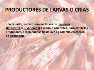 PRODUCTORES DE LARVAS O CRÍAS
• En Ecuador, se capturan las larvas de Penaeus
stylirostris y P. vannamei a mano o con redes, para evitar los
predadores, obteniéndose hasta 427 Kg cola/Ha en el caso
de P.vannamei.
 