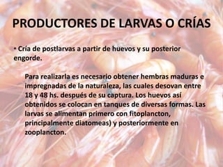 PRODUCTORES DE LARVAS O CRÍAS
• Cría de postlarvas a partir de huevos y su posterior
engorde.
Para realizarla es necesario obtener hembras maduras e
impregnadas de la naturaleza, las cuales desovan entre
18 y 48 hs. después de su captura. Los huevos así
obtenidos se colocan en tanques de diversas formas. Las
larvas se alimentan primero con fitoplancton,
principalmente diatomeas) y posteriormente en
zooplancton.
 
