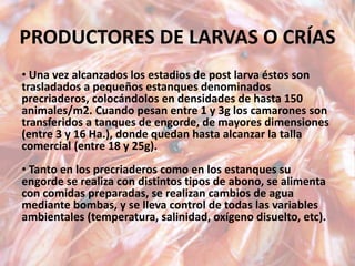 PRODUCTORES DE LARVAS O CRÍAS
• Una vez alcanzados los estadios de post larva éstos son
trasladados a pequeños estanques denominados
precriaderos, colocándolos en densidades de hasta 150
animales/m2. Cuando pesan entre 1 y 3g los camarones son
transferidos a tanques de engorde, de mayores dimensiones
(entre 3 y 16 Ha.), donde quedan hasta alcanzar la talla
comercial (entre 18 y 25g).
• Tanto en los precriaderos como en los estanques su
engorde se realiza con distintos tipos de abono, se alimenta
con comidas preparadas, se realizan cambios de agua
mediante bombas, y se lleva control de todas las variables
ambientales (temperatura, salinidad, oxígeno disuelto, etc).
 