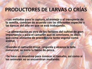 PRODUCTORES DE LARVAS O CRÍAS
• Los métodos para la captura, el manejo y el transporte de
la semilla, cambian de acuerdo con las diferentes especies y
las épocas del año en que se está trabajando.
• La alimentación es otro de los factores del cultivo de gran
importancia y para el camarón que es omnívoro, es decir,
que come alimento de procedencia tanto vegetal como
animal.
•Cuando el camarón crece , engorda y alcanza la talla
comercial, se inicia la faena de pesca.
•Se hace un muestreo para conocer el tamaño, así como si
los animales no se encuentran mudando.
 