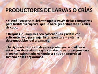 PRODUCTORES DE LARVAS O CRÍAS
• Si está listo se saca del estanque a través de las compuertas
para facilitar la captura, que se hace generalmente en redes
de copo.
• Después los animales son colocados en gavetas con
suficiente hielo para bajar la temperatura y evitar la
descomposición del organismo.
• La siguiente fase es la de preengorda, que se realiza en
estanques de corriente rápida en donde se les proporciona
alimento balanceado, variando la dosis de acuerdo al
tamaño de los organismos.
 