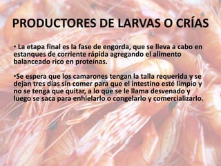 PRODUCTORES DE LARVAS O CRÍAS
• La etapa final es la fase de engorda, que se lleva a cabo en
estanques de corriente rápida agregando el alimento
balanceado rico en proteínas.
•Se espera que los camarones tengan la talla requerida y se
dejan tres días sin comer para que el intestino esté limpio y
no se tenga que quitar, a lo que se le llama desvenado y
luego se saca para enhielarlo o congelarlo y comercializarlo.
 
