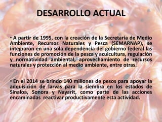 DESARROLLO ACTUAL
• A partir de 1995, con la creación de la Secretaría de Medio
Ambiente, Recursos Naturales y Pesca (SEMARNAP), se
integraron en una sola dependencia del gobierno federal las
funciones de promoción de la pesca y acuicultura, regulación
y normatividad ambiental, aprovechamiento de recursos
naturales y protección al medio ambiente, entre otras.
• En el 2014 se brindo 140 millones de pesos para apoyar la
adquisición de larvas para la siembra en los estados de
Sinaloa, Sonora y Nayarit, como parte de las acciones
encaminadas reactivar productivamente esta actividad.
 