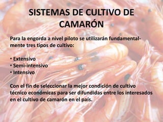 SISTEMAS DE CULTIVO DE
CAMARÓN
Para la engorda a nivel piloto se utilizarán fundamental-
mente tres tipos de cultivo:
• Extensivo
• Semi-intensivo
• Intensivo
Con el fin de seleccionar la mejor condición de cultivo
técnico económicas para ser difundidas entre los interesados
en el cultivo de camarón en el país.
 