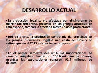 DESARROLLO ACTUAL
• La producción local se vio afectada por el síndrome de
mortandad temprana, presente en las granjas acuícolas de
esta especie, también a afectado a otros países productores.
• Debido a esto, la producción controlada del crustáceo en
las granjas (mexicanas) registró una caída de 50%, y se
estima que en el 2015 este sector se recupere.
• En el primer semestre del 2014, las importaciones de
camarón congelado fueron por 106.6 millones de dólares,
mientras las exportaciones sumaron 91.4 millones de
dólares.
 