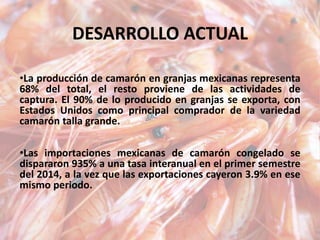 DESARROLLO ACTUAL
•La producción de camarón en granjas mexicanas representa
68% del total, el resto proviene de las actividades de
captura. El 90% de lo producido en granjas se exporta, con
Estados Unidos como principal comprador de la variedad
camarón talla grande.
•Las importaciones mexicanas de camarón congelado se
dispararon 935% a una tasa interanual en el primer semestre
del 2014, a la vez que las exportaciones cayeron 3.9% en ese
mismo periodo.
 