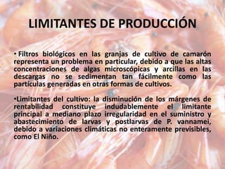 LIMITANTES DE PRODUCCIÓN
• Filtros biológicos en las granjas de cultivo de camarón
representa un problema en particular, debido a que las altas
concentraciones de algas microscópicas y arcillas en las
descargas no se sedimentan tan fácilmente como las
partículas generadas en otras formas de cultivos.
•Limitantes del cultivo: la disminución de los márgenes de
rentabilidad constituye indudablemente el limitante
principal a mediano plazo irregularidad en el suministro y
abastecimiento de larvas y postlarvas de P. vannamei,
debido a variaciones climáticas no enteramente previsibles,
como El Niño.
 