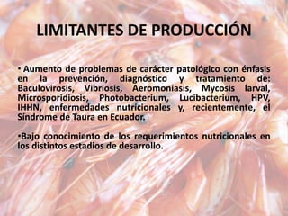 LIMITANTES DE PRODUCCIÓN
• Aumento de problemas de carácter patológico con énfasis
en la prevención, diagnóstico y tratamiento de:
Baculovirosis, Vibriosis, Aeromoniasis, Mycosis larval,
Microsporidiosis, Photobacterium, Lucibacterium, HPV,
IHHN, enfermedades nutricionales y, recientemente, el
Síndrome de Taura en Ecuador.
•Bajo conocimiento de los requerimientos nutricionales en
los distintos estadios de desarrollo.
 