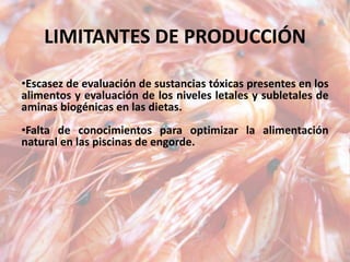 LIMITANTES DE PRODUCCIÓN
•Escasez de evaluación de sustancias tóxicas presentes en los
alimentos y evaluación de los niveles letales y subletales de
aminas biogénicas en las dietas.
•Falta de conocimientos para optimizar la alimentación
natural en las piscinas de engorde.
 