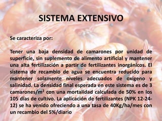 SISTEMA EXTENSIVO
Se caracteriza por:
Tener una baja densidad de camarones por unidad de
superficie, sin suplemento de alimento artificial y mantener
una alta fertilización a partir de fertilizantes inorgánicos. El
sistema de recambio de agua se encuentra reducido para
mantener solamente niveles adecuados de oxígeno y
salinidad. La densidad final esperada en este sistema es de 3
camarones/m2 con una mortalidad calculada de 50% en los
105 días de cultivo. La aplicación de fertilizantes (NPK 12-24-
12) se ha venido ofreciendo a una tasa de 40Kg/ha/mes con
un recambio del 5%/diario
 