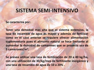 SISTEMA SEMI-INTENSIVO
Se caracteriza por:
Tener una densidad mas alta que el sistema extensivo, la
tasa de recambio de agua es mayor y además de fertilizar
como en el caso anterior se requiere ofrecer alimentación
suplementaria pues el alimento natural se hace limitante al
aumentar la densidad de camarones que se proyecta sea de
5 camarones/m2.
Se prevee utilizar una tasa de fertilización de 20 a 40 kg/ha,
con una utilización de 30/kg/mes de fertilizante inorgánico y
una tasa de recambio de agua de 10 a 20% .
 
