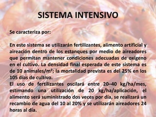 SISTEMA INTENSIVO
Se caracteriza por:
En este sistema se utilizarán fertilizantes, alimento artificial y
aireación dentro de los estanques por medio de aireadores
que permitan mantener condiciones adecuadas de oxígeno
en el cultivo. La densidad final esperada de este sistema es
de 10 animales/m2; la mortalidad prevista es del 25% en los
105 días de cultivo.
El uso de fertilizantes oscilará entre 20–40 kg/ha/mes,
estimando una utilización de 20 kg/ha/aplicación, el
alimento será suministrado dos veces por día, se realizará un
recambio de agua del 10 al 20% y se utilizarán aireadores 24
horas al día.
 