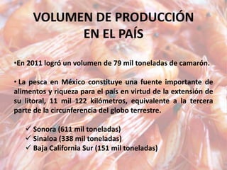 VOLUMEN DE PRODUCCIÓN
EN EL PAÍS
•En 2011 logró un volumen de 79 mil toneladas de camarón.
• La pesca en México constituye una fuente importante de
alimentos y riqueza para el país en virtud de la extensión de
su litoral, 11 mil 122 kilómetros, equivalente a la tercera
parte de la circunferencia del globo terrestre.
 Sonora (611 mil toneladas)
 Sinaloa (338 mil toneladas)
 Baja California Sur (151 mil toneladas)
 