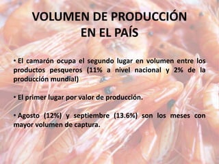 VOLUMEN DE PRODUCCIÓN
EN EL PAÍS
• El camarón ocupa el segundo lugar en volumen entre los
productos pesqueros (11% a nivel nacional y 2% de la
producción mundial)
• El primer lugar por valor de producción.
• Agosto (12%) y septiembre (13.6%) son los meses con
mayor volumen de captura.
 