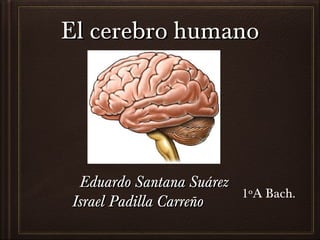 El cerebro humano

Eduardo Santana Suárez
1ºA Bach.
Israel Padilla Carreño

 