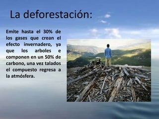La deforestación:
Emite hasta el 30% de
los gases que crean el
efecto invernadero, ya
que los arboles e
componen en un 50% de
carbono, una vez talados
el compuesto regresa a
la atmósfera.
 
