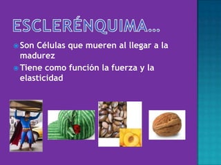  Son Células que mueren al llegar a la
madurez
 Tiene como función la fuerza y la
elasticidad
 