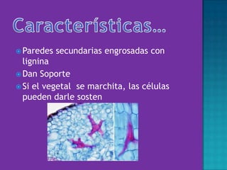  Paredes secundarias engrosadas con
lignina
 Dan Soporte
 Si el vegetal se marchita, las células
pueden darle sosten
 