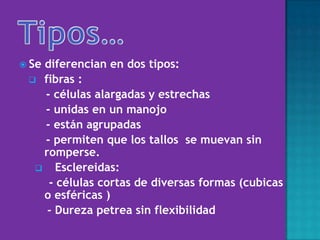  Se diferencian en dos tipos:
 fibras :
- células alargadas y estrechas
- unidas en un manojo
- están agrupadas
- permiten que los tallos se muevan sin
romperse.
 Esclereidas:
- células cortas de diversas formas (cubicas
o esféricas )
- Dureza petrea sin flexibilidad
 