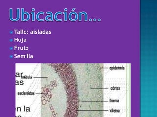  Tallo: aisladas
 Hoja
 Fruto
 Semilla
 