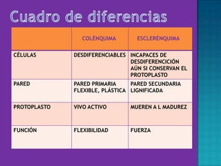 COLÉNQUIMA ESCLERÉNQUIMA
CÉLULAS DESDIFERENCIABLES INCAPACES DE
DESDIFERENCICIÓN
AÚN SI CONSERVAN EL
PROTOPLASTO
PARED PARED PRIMARIA
FLEXIBLE, PLÁSTICA
PARED SECUNDARIA
LIGNIFICADA
PROTOPLASTO VIVO ACTIVO MUEREN A L MADUREZ
FUNCIÓN FLEXIBILIDAD FUERZA
 