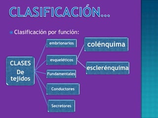  Clasificación por función:
CLASES
De
tejidos
embrionarios
esqueléticos
colénquima
esclerénquima
Fundamentales
Conductores
Secretores
 