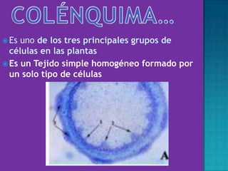  Es uno de los tres principales grupos de
células en las plantas
 Es un Tejido simple homogéneo formado por
un solo tipo de células
 