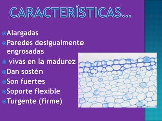 Alargadas
Paredes desigualmente
engrosadas
 vivas en la madurez
Dan sostén
Son fuertes
Soporte flexible
Turgente (firme)
 