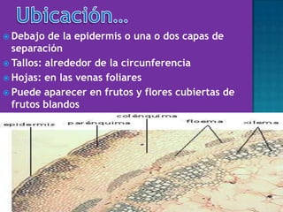 Debajo de la epidermis o una o dos capas de
separación
 Tallos: alrededor de la circunferencia
 Hojas: en las venas foliares
 Puede aparecer en frutos y flores cubiertas de
frutos blandos
 