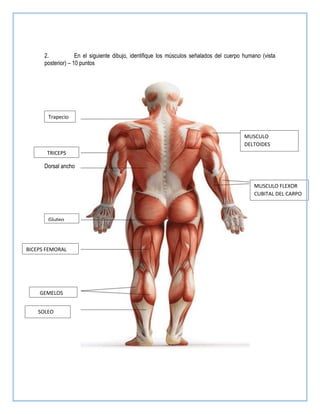 tarea de anatomia.pdf