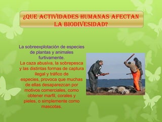 ¿QUE ACTIVIDADES HUMANAS AFECTAN
LA BIODIVESIDAD?
La sobreexplotación de especies
de plantas y animales
furtivamente.
La caza abusiva, la sobrepesca
y las distintas formas de captura
ilegal y tráfico de
especies, provoca que muchas
de ellas desaparezcan por
motivos comerciales, como
obtener marfil, corales y
pieles, o simplemente como
mascotas.
 