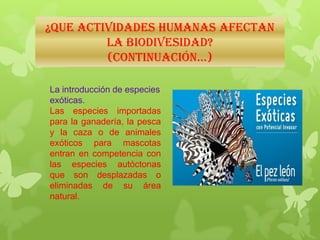 ¿QUE ACTIVIDADES HUMANAS AFECTAN
LA BIODIVESIDAD?
(continuación…)
La introducción de especies
exóticas.
Las especies importadas
para la ganadería, la pesca
y la caza o de animales
exóticos para mascotas
entran en competencia con
las especies autóctonas
que son desplazadas o
eliminadas de su área
natural.
 