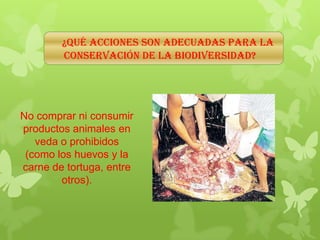 ¿Qué ACCIONES SON ADECUADAS PARA LA
CONSERVACIÓN DE LA BIODIVERSIDAD?
No comprar ni consumir
productos animales en
veda o prohibidos
(como los huevos y la
carne de tortuga, entre
otros).
 