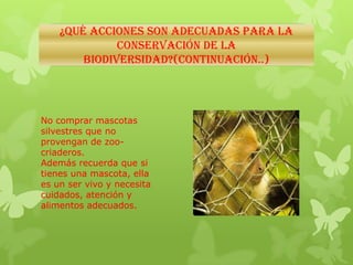 ¿Qué ACCIONES SON ADECUADAS PARA LA
CONSERVACIÓN DE LA
BIODIVERSIDAD?(Continuación..)
No comprar mascotas
silvestres que no
provengan de zoo-
criaderos.
Además recuerda que si
tienes una mascota, ella
es un ser vivo y necesita
cuidados, atención y
alimentos adecuados.
 