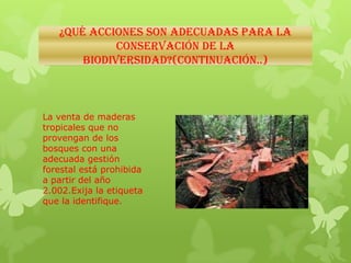 ¿Qué ACCIONES SON ADECUADAS PARA LA
CONSERVACIÓN DE LA
BIODIVERSIDAD?(Continuación..)
La venta de maderas
tropicales que no
provengan de los
bosques con una
adecuada gestión
forestal está prohibida
a partir del año
2.002.Exija la etiqueta
que la identifique.
 