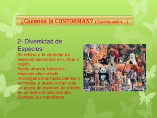 ¿Quiénes la conforman? (Continuación…)
2- Diversidad de
Especies:
Se refiere a la variedad de
especies existentes en u sitio o
región.
Puede abarcar todas las
especies vivas desde
microrganismos hasta plantas y
animales, o puede incluir solo
un grupo de especies de interés
en un determinado estudio.
Ejemplo, los mamíferos.
 
