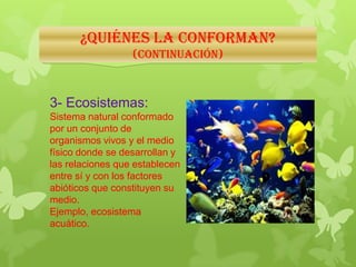 ¿Quiénes la conforman?
(Continuación)
3- Ecosistemas:
Sistema natural conformado
por un conjunto de
organismos vivos y el medio
físico donde se desarrollan y
las relaciones que establecen
entre sí y con los factores
abióticos que constituyen su
medio.
Ejemplo, ecosistema
acuático.
 