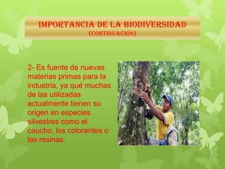 IMPORTANCIA DE LA BIODIVERSIDAD
(Continuación)
2- Es fuente de nuevas
materias primas para la
industria, ya qué muchas
de las utilizadas
actualmente tienen su
origen en especies
silvestres como el
caucho, los colorantes o
las resinas.
 