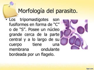 Morfología del parasito.
• Los tripomastigotes son
fusiformes en forma de “C”
o de “S”. Posee un núcleo
grande cerca de la parte
central y a lo largo de su
cuerpo tiene una
membrana ondulante
bordeada por un flagelo.
 