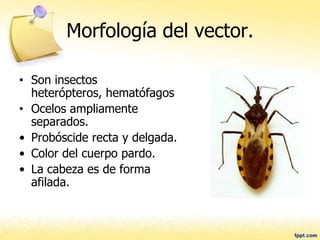 Morfología del vector.
• Son insectos
heterópteros, hematófagos
• Ocelos ampliamente
separados.
• Probóscide recta y delgada.
• Color del cuerpo pardo.
• La cabeza es de forma
afilada.
 