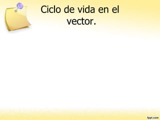 Ciclo de vida en el
vector.
 
