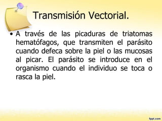 Transmisión Vectorial.
• A través de las picaduras de triatomas
hematófagos, que transmiten el parásito
cuando defeca sobre la piel o las mucosas
al picar. El parásito se introduce en el
organismo cuando el individuo se toca o
rasca la piel.
 