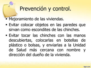 Prevención y control.
 Mejoramiento de las viviendas.
 Evitar colocar objetos en las paredes que
sirvan como escondites de las chinches.
 Evitar tocar las chinches con las manos
descubiertas, colocarlas en botellas de
plástico o bolsas, y enviarlas a la Unidad
de Salud más cercana con nombre y
dirección del dueño de la vivienda.
 