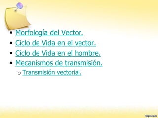  Morfología del Vector.
 Ciclo de Vida en el vector.
 Ciclo de Vida en el hombre.
 Mecanismos de transmisión.
o Transmisión vectorial.
 