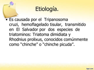Etiología.
• Es causada por el Tripanosoma
cruzi, hemoflagelado tisular, transmitido
en El Salvador por dos especies de
triatominos: Triatoma dimidiata y
Rhodnius prolixus, conocidos comúnmente
como “chinche” o “chinche picuda”.
 