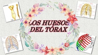 LOS HUESOS
DEL TÓRAX
 